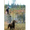 Videosara Kanalintuja Sompion kairoilta